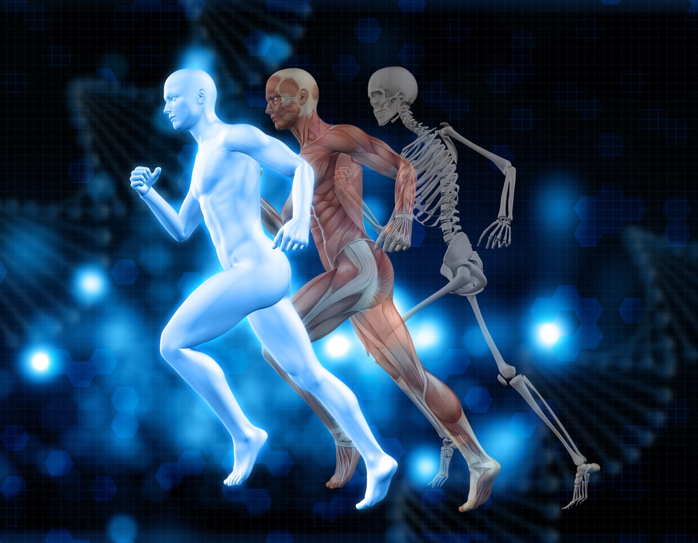 Human Anatomy